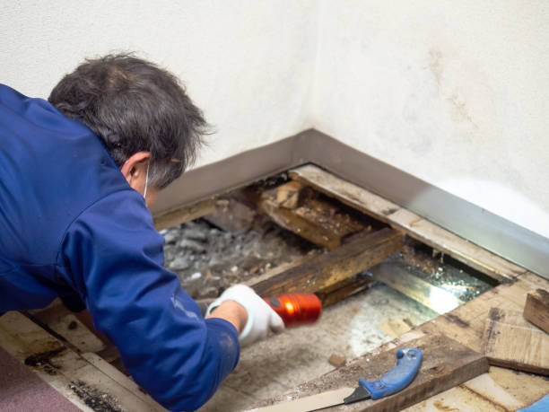Best HVAC Mold Remediation in Onalaska, TX