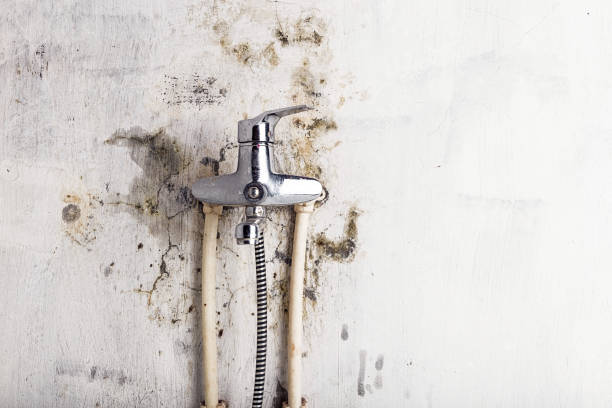 Best White Mold Remediation in Onalaska, TX