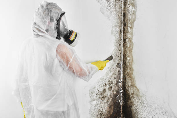 Best Residential Mold Remediation in Onalaska, TX