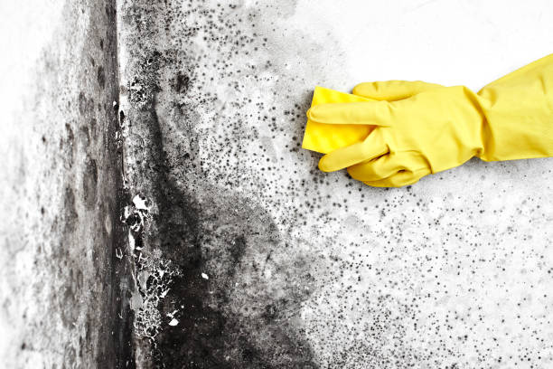 Best Post-Flood Mold Remediation in Onalaska, TX