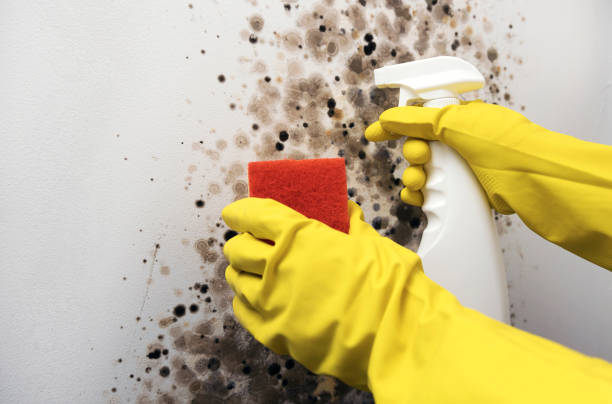 Professional Mold Remediation in Onalaska, TX