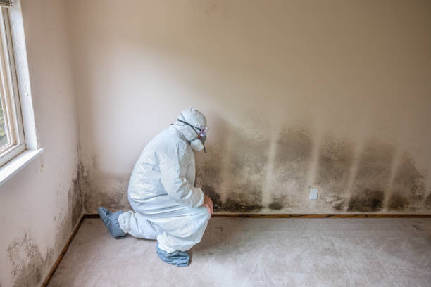 Best Mold Testing and Inspection Services in Onalaska, TX