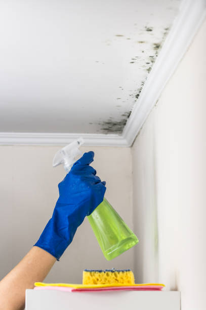 Best Residential Mold Remediation in Onalaska, TX